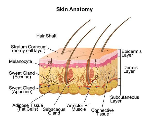 Skin anatomy โ layers targeted by laser resurfacing